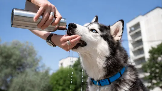 dog drinking water